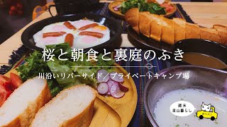 【川リバ】桜と朝食と裏庭のふき【プライベートキャンプ場】Cherry blossoms, breakfast and backyard thatch.