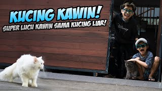 DRAMA KUCING SUPER LUCU TAPI KAWIN SAMA KUCING JALANAN!!! BOCIL SAMPAI MARAH BESAR!!!