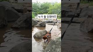 함부러 던진돌에 시바 맞는다!! #시바 #강아지 #웃긴영상