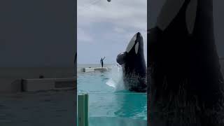 【圧倒的パワー】シャチのジャンプ（Orca Killerwhale）