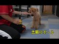 【かわいい 犬】言葉を理解するトイプードル～朝のトレーニング～