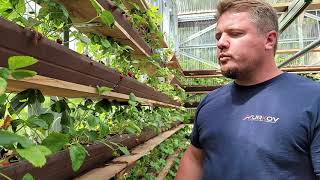 Gutter Garden, DIY Rain Gutter Strawberry Planter, vertical garden, growing strawberry update part.2