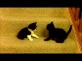 Just Kitten Play