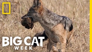 Sneaky Scavengers | Big Cat Week