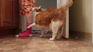 Cat Meows In The Bathroom