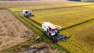 Top most Kubota harvesters in Cambodia 🇰🇭 || ម៉ាសុីនច្រូតស្រូវ Kubota Dc105x #kubota #machine #farm