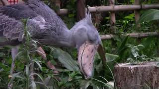 2019.8.16 東京上野鳥散歩・ハシビロコウ