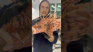 Venomous Lionfish is completely safe to eat and we’re getting them cut up for you guys!