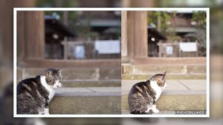 北鎌倉　円覚寺の猫ちゃん【ノルウェージャンフォレストキャット　Norwegian Forest Cat】