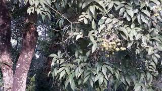 Growing a Soapnut Tree