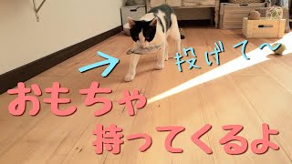 遊んで欲しくてオモチャを持ってくる猫。犬みたいなハチワレ猫の福ちゃん。