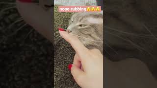 nose rubbing🙈🙈🙈 #cat #cats #short #shorts #shortsfeed #shortvideo #video #cute #meow #pets #love