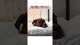 海外で根強い人気をほこるこの用心棒顔の強面犬が実は可愛かった