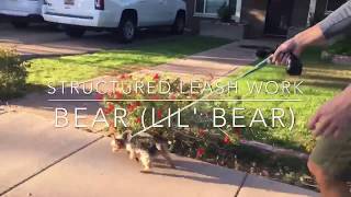 Yorkie - Before & After - Leash Reactivity Solved