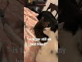 If she could talk to her younger self #shorts #fypシ #ytshorts #trend #pets