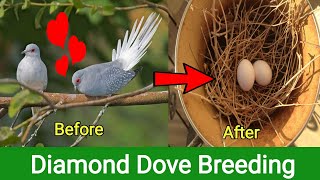 Diamond Dove Breeding Tips