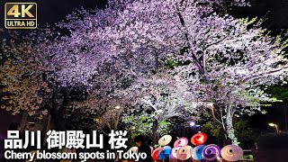 [4K]🇯🇵 隠れた桜の名所 夜桜ライトアップ 品川 御殿山さくらまつり2023 /Ikebukuro, one of the three most popular cities in Tokyo.