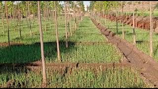 3 yrs old Mahogany Plantation growth @ Otur - Junnar by Navalai Agrotech - 9619468384