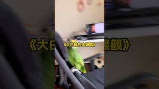 媽媽辛苦賺錢！不是給你這樣花的欸！ #鸚鵡 #pets