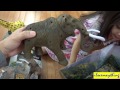 dinosaur and prehistoric animal toys wooly mammoth and dinosaur toys unboxing