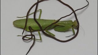 【閲覧注意】カマキリが寄生虫に殺されました...。