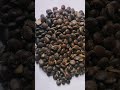 babool tree seed acacia nilotica available on indiamart