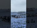 ひたち海兵公園 hitachi seaside park ネモフィラ ひたち海浜公園