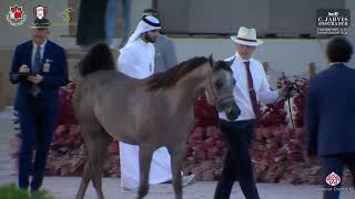 N 181 SHARAR ALMANHAL   Fujairah International AH Championship 2024   Yearling Colts   Section C Cla