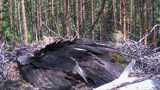 Must-toonekurg~Kaia protects her storklets! Stranger on nest tree!~12:57 PM 2022/06/11