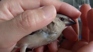 文鳥雛生後36日目のニギニギ