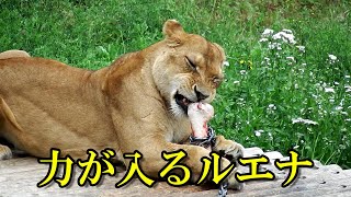 力が入るルエナ　〜 Lion (ライオン)〜　～ 多摩動物公園 ～