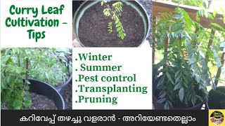 Curry leaf Cultivation/കറിവേപ്പ് ഏതു കാലാവസ്ഥയിലും തഴച്ചു വളരാൻ - അറിയേണ്ടതെല്ലാം