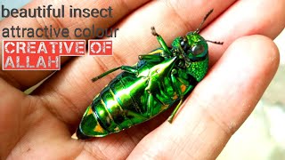 what the insect of attractive colour is!!