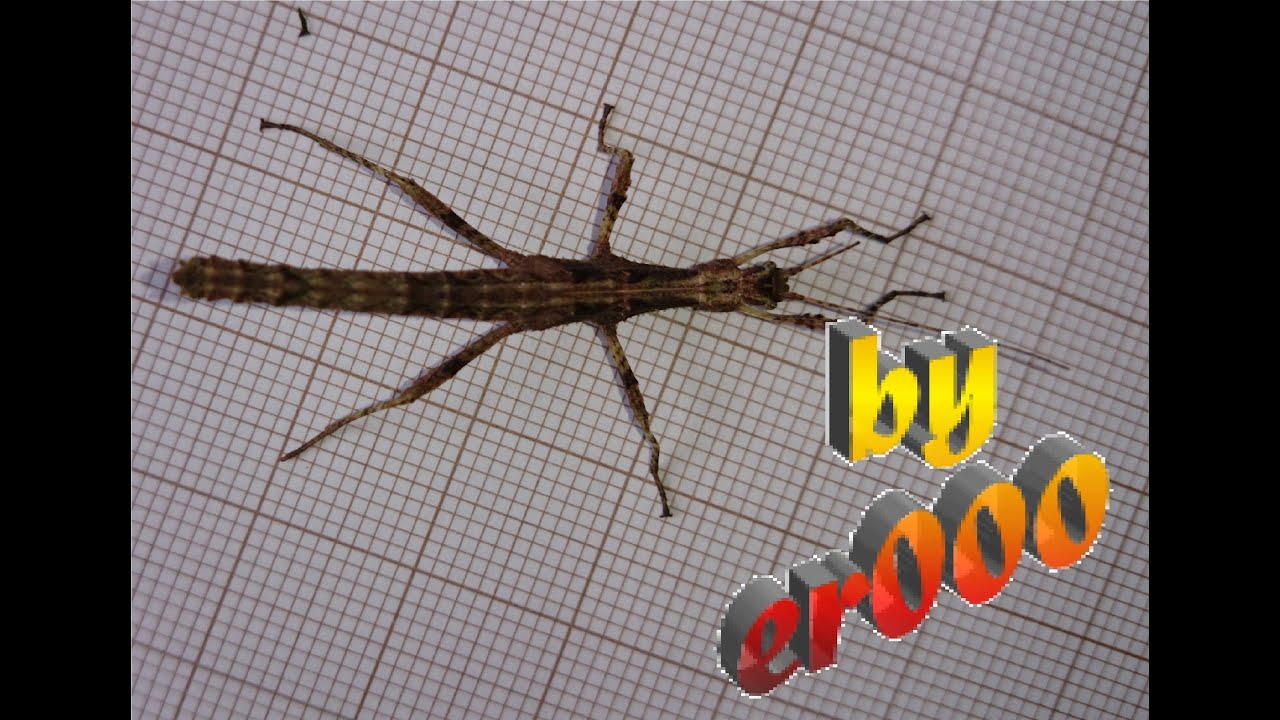 Terrarium - Feeding, Care Sunny Stick Insect, Sungay Stick Insect ...