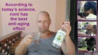 Dogs drink DXN Morinzhi noni fruit juice (My dogs love morinda citrifolia juice 2020)