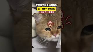 猫猫一边哈气一边发出猪叫声音  #猫猫的心思全写在脸上了 #谁能拒绝傻憨憨的小猫咪 #猫咪的迷惑行为