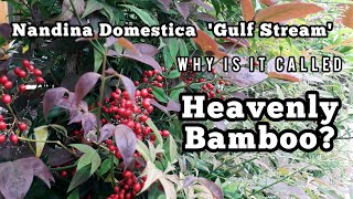 Heavenly Bamboo, CALLED BAMBOO BUT NOT BAMBOO [Nandina Domestica Gulf Stream Sacred Bamboo]