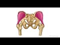 trendelenburg s sign animation basics the young orthopod trendelenberg sign