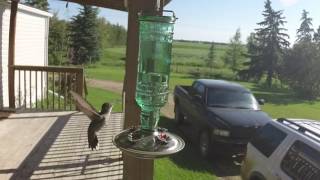 Hummingbird in Alberta Canada