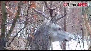 Myśliwy uratował Jelenia - 2016-01-25 - www.LeborkNEWS.pl