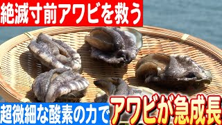 【絶滅危機からの救出】アワビ保護への画期的な取り組み！陸上養殖の驚きの成果 日本財団 海と日本PROJECT in  ふくおか 2024 #01