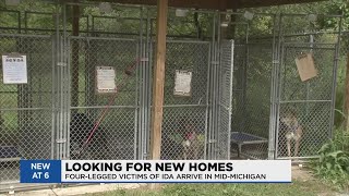 Local humane society looking for community help adopting animals they took in from hurricane areas