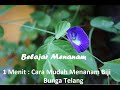 Seri Menanam : 1 Menit Menanam Bunga Telang.