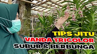 TIPS MERAWAT ANGGREK VANDA TRICOLOR AGAR SUBUR DAN BERBUNGA