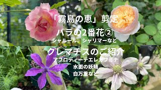 #8【アジサイ「霧島の恵」の剪定、バラの2番花②、育てているクレマチスのご紹介】