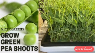 Growing pea shoots / green pea microgreens