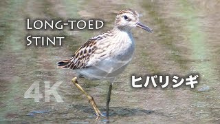 野鳥撮影・ 至近距離の「ヒバリシギ」