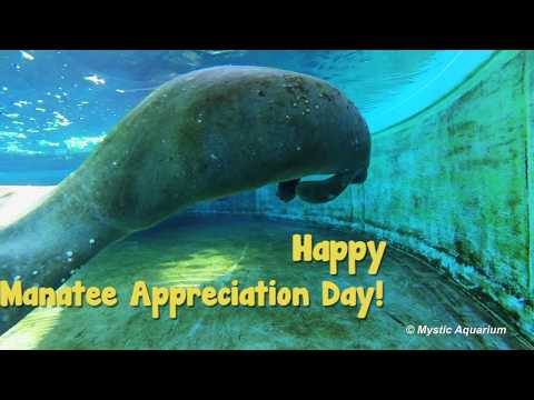 Manatee Appreciation Day In 2020 (March 29): Facts, Traditions, History