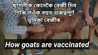 ছাগলীক বেজী দিবলৈ শিকি লওঁক অতি সহজে।How goats are vaccinated|