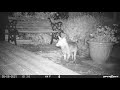 Garden Trail Camera UK - 6th May 2021